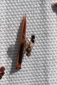 Tephritis divisa