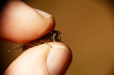 Eristalis similis