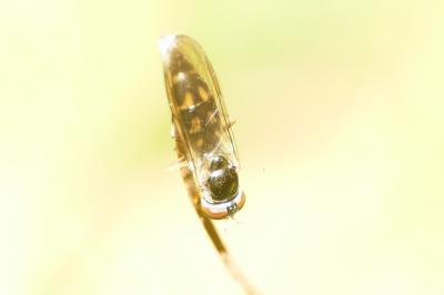 Melanostoma scalare