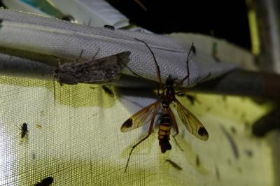 Ctenophora ornata