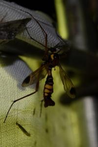 Ctenophora ornata