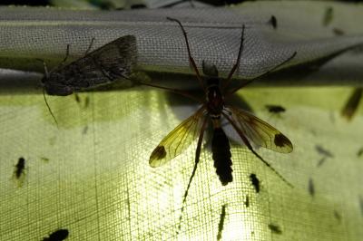 Ctenophora ornata