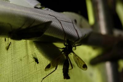 Ctenophora ornata