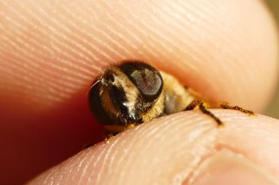 Eristalis tenax
