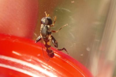Syritta pipiens