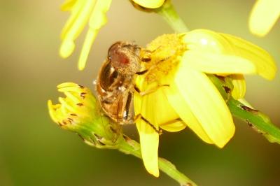 Eristalinus megacephalus