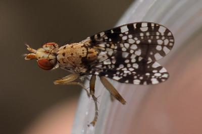 Trypetoptera punctulata