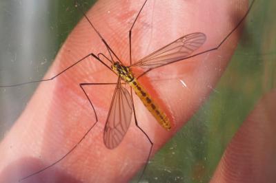 Nephrotoma flavescens