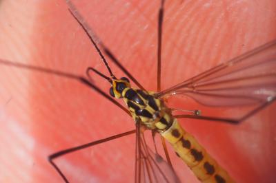 Nephrotoma flavescens