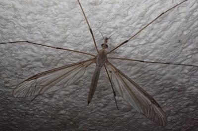 Tipula oleracea