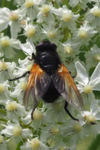 Mesembrina meridiana