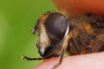 Eristalis similis