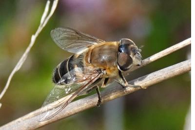 Eristalis similis