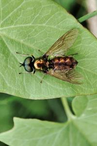 Chloromyia formosa