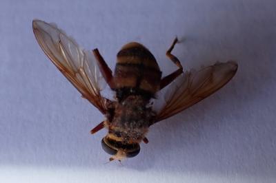 Milesia crabroniformis