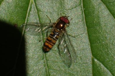 Episyrphus balteatus