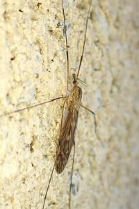 Tipula rufina