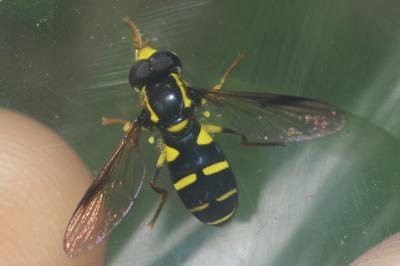 Philhelius pedissequus