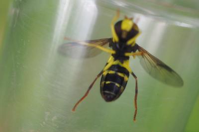 Philhelius pedissequus