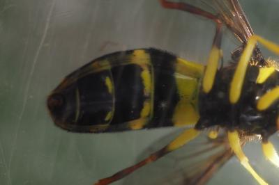 Philhelius pedissequus