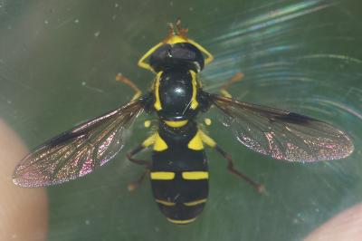 Philhelius pedissequus