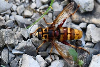 Milesia crabroniformis