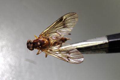 Chrysopilus laetus