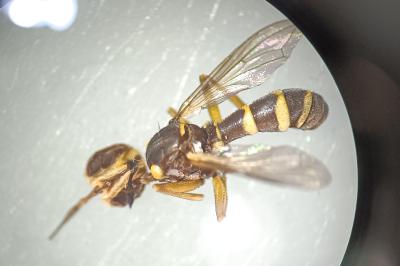 Conops scutellatus