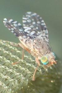 Tephritis praecox