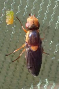 Capnoptera scutata