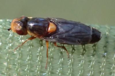 Capnoptera scutata