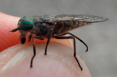 Tabanus quatuornotatus