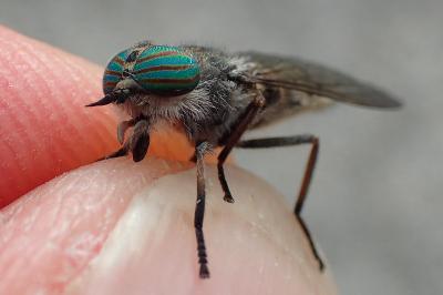 Tabanus quatuornotatus