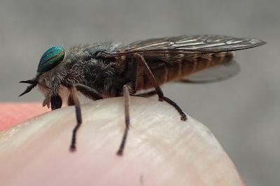 Tabanus quatuornotatus