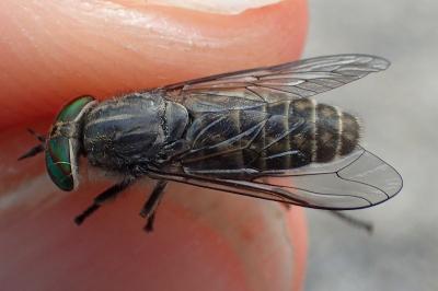 Tabanus quatuornotatus