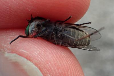 Tabanus quatuornotatus