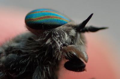 Tabanus quatuornotatus