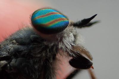 Tabanus quatuornotatus