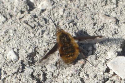 Bombylius major