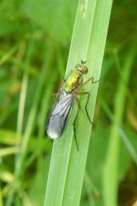 Poecilobothrus nobilitatus