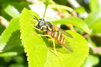 Chrysotoxum intermedium