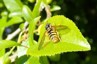 Chrysotoxum intermedium