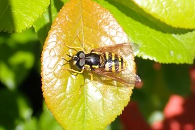 Chrysotoxum intermedium
