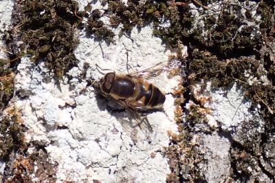 Eristalis