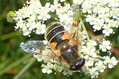 Eristalis horticola