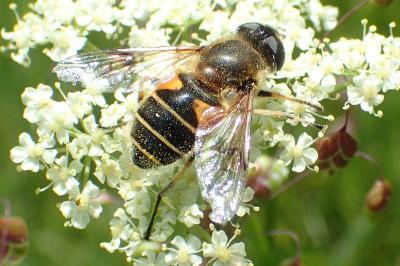 Eristalis horticola