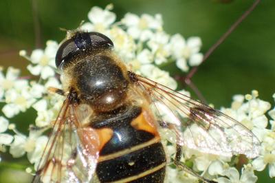 Eristalis horticola