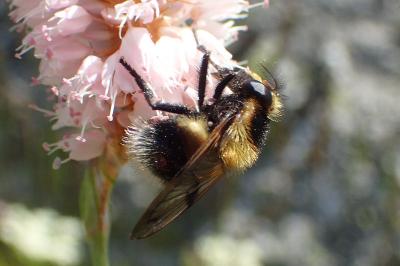 Volucella bombylans