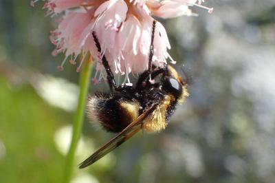 Volucella bombylans