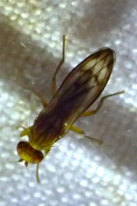 Opomyza germinationis